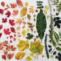 several different types of leaves on a white surface