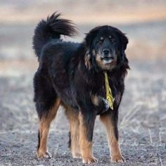 a black and brown dog standing on top of a dirt field