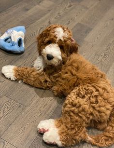 a brown dog laying on top of a wooden floor next to a blue slipper