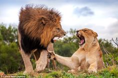 two lions playing with each other in the grass