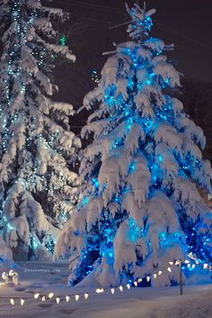 christmas trees with blue lights in the snow