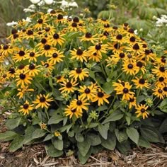 yellow and white flowers are growing in the ground next to some green plants with brown centers