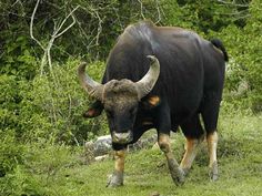 an animal with large horns is walking through the grass