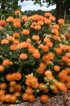 an orange flower bush in the middle of a park