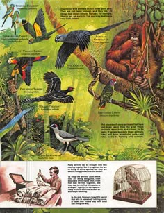 an advertisement for birds in the jungle with many different types of birds and their surroundings