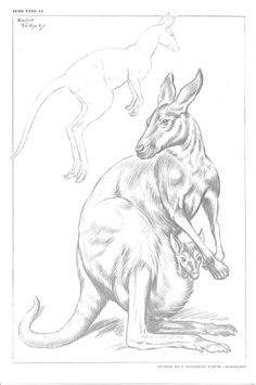 a drawing of two kangaroos sitting next to each other