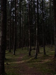 a forest filled with lots of trees and green moss covered ground in the middle of it