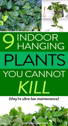 some plants that are in the ground with text overlay saying 9 indoor hanging plants you cannot