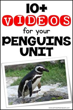 an image of a penguin with the words 101 videos for your penguins unit on it