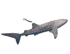 a drawing of a shark with spots on it's body and tail, swimming in the water