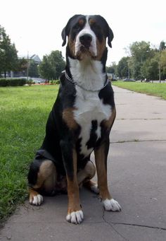 a dog is sitting on the sidewalk outside