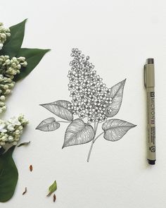 a drawing of a flower with leaves and flowers next to it on a white surface