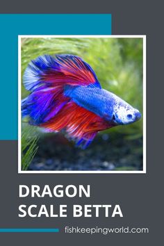 a blue and red fish with the words dragon scale beta