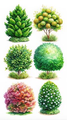 different types of trees and shrubs on a white background