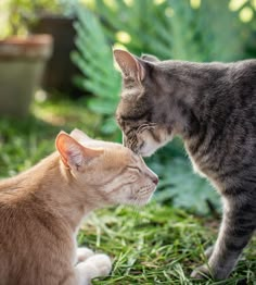 two cats are playing with each other in the grass and one is rubbing its face