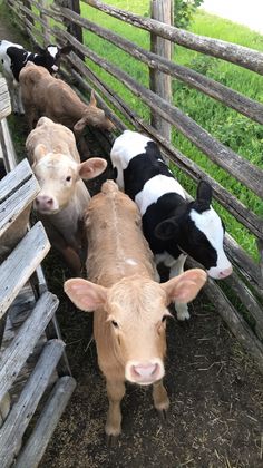 several cows are lined up behind a wooden fence