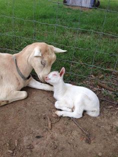 a goat licks the face of a small white kitten in a fenced area