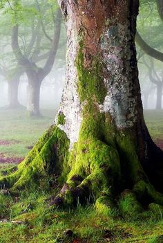 moss covered trees in the woods on a foggy day, with grass growing around them