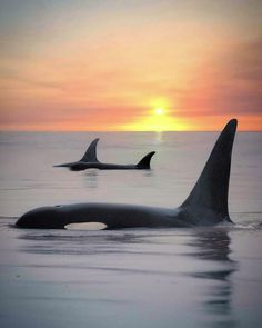 two orca whales swimming in the ocean at sunset