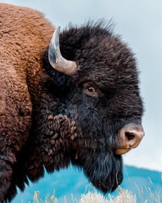 an adult bison standing on top of a dry grass field