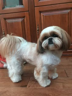 a small white and brown dog standing on top of a hard wood floor next to wooden cabinets