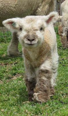 a baby sheep is walking in the grass with other sheep behind it and looking at the camera