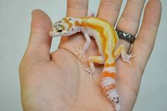 a small gecko is sitting on the palm of someone's hand