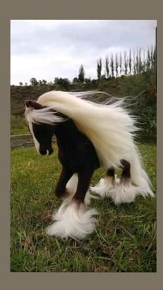 a small horse with long white hair on it's back legs