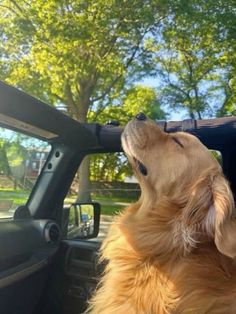 a golden retriever is looking up into the sky while sitting in a car with its head out the window