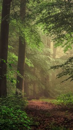 a path in the middle of a forest with lots of trees and leaves on it