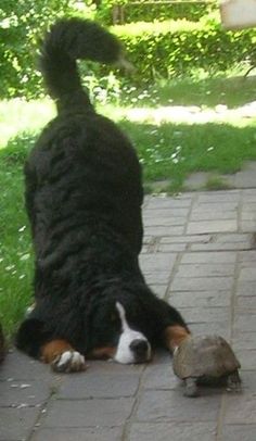 a dog is sitting on the ground next to a tortoise and another animal