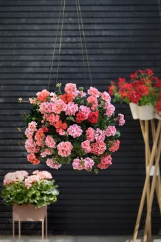 some pink and red flowers are hanging from a wire in front of a black wall