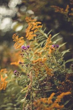 some yellow and purple flowers in the grass