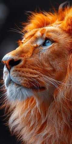 an orange lion with blue eyes looks up at something in the distance while it's head is slightly tilted to the left