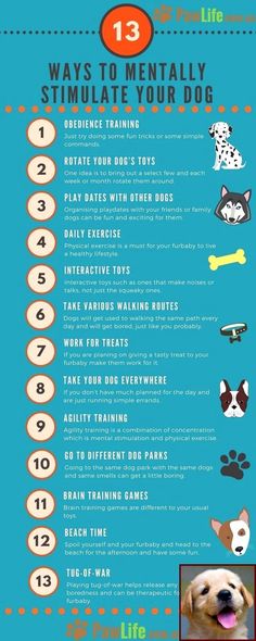 the ultimate guide to dog training info sheet for dogs and their owners, including instructions on how