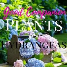 some blue and pink hydrangeas on a table with the words good companion plants for hydra