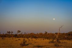 the full moon is setting in the sky over an open field with trees and bushes