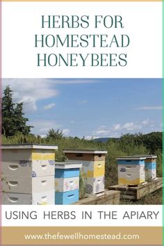 three beehives with the words herbs for homestead honeybees using herbs in the apiary