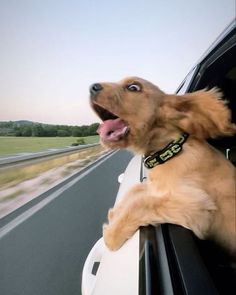 a brown dog sticking its head out the window of a car while driving down a highway