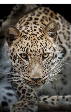 a close up of a leopard looking at the camera