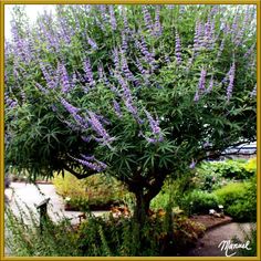 a tree with purple flowers in the middle of a garden filled with lots of greenery