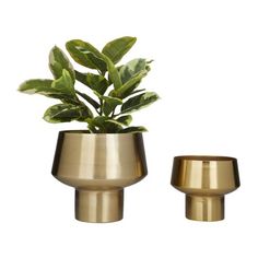 two brass vases with plants in them on a white background, one has a green plant in it