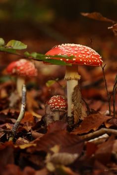 two mushrooms that are sitting on the ground in the leaves, one is red and the other is white