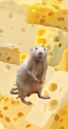 a rat sitting on top of cheese slices with holes in it's back legs