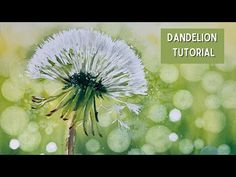 a dandelion flower with the words dandelion on it