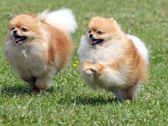 two small dogs are running in the grass