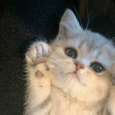 a white kitten with blue eyes laying on its back and pawing at the camera