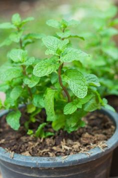 a potted plant with green leaves in it