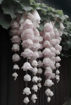 white flowers hanging from the side of a building