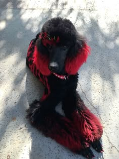 a poodle is dressed in red and black fur